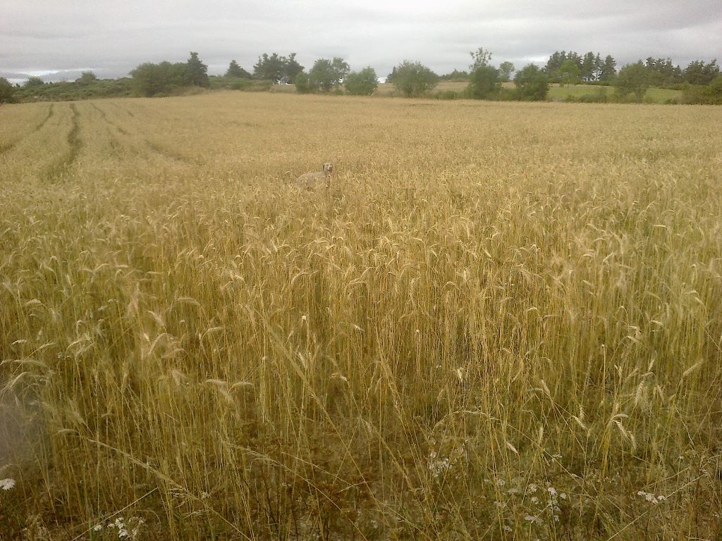 CHASSE