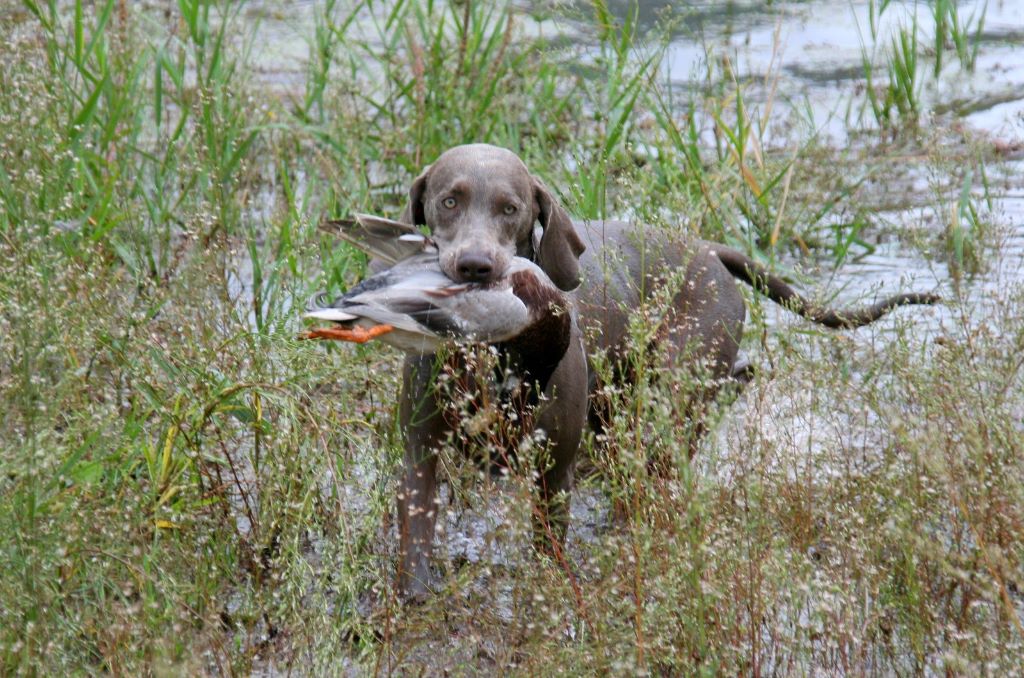 LE COUPLE à la chasse